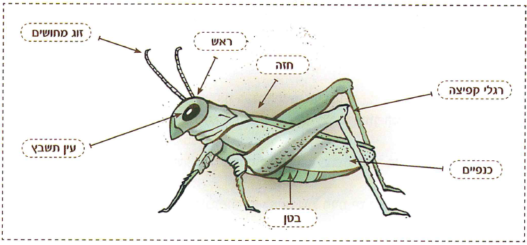 (בספר שלוש תמונות, היעזר במנחה)